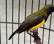 Berapa Harga Burung Sogon Gacor